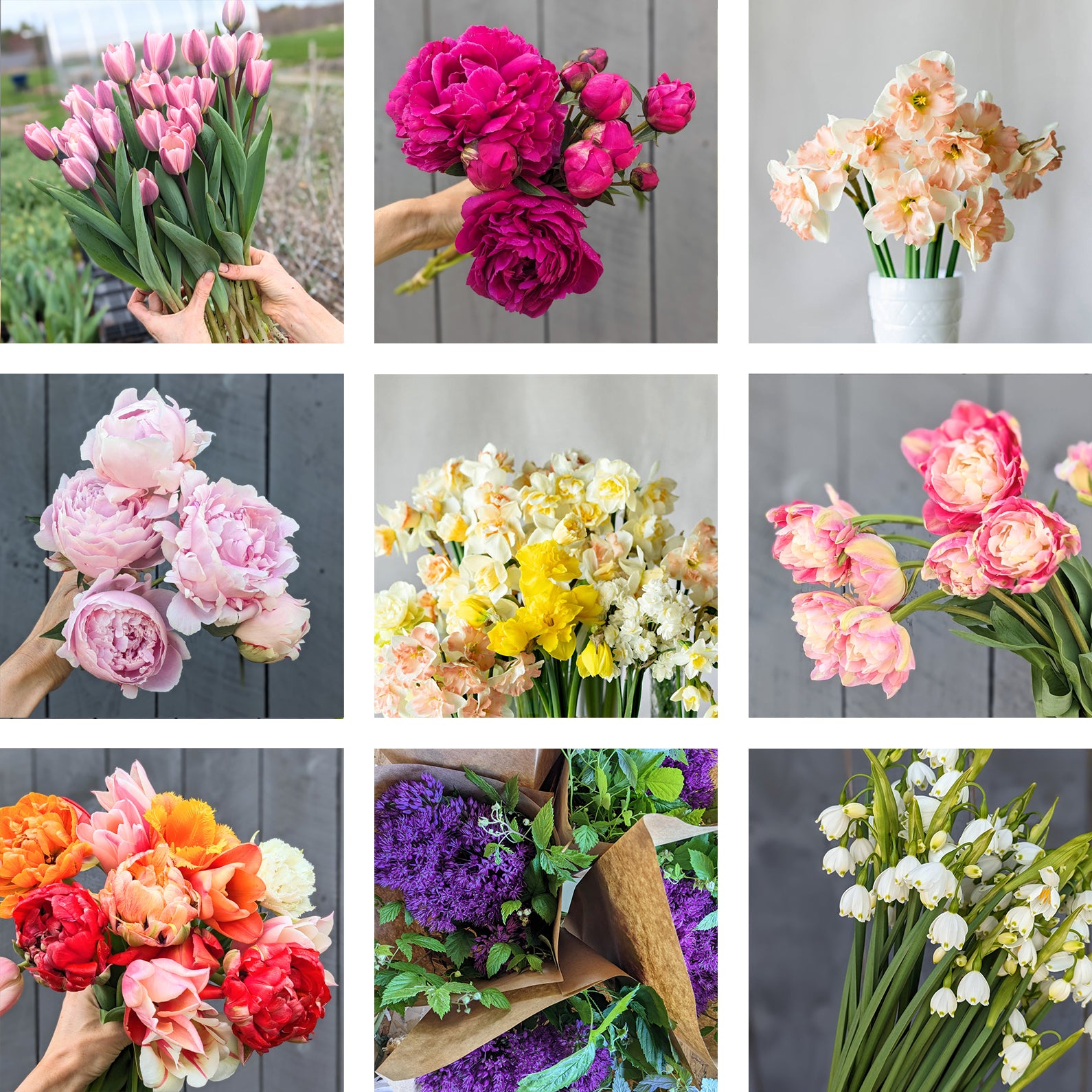 Spring Bulb Subscription (CSA 5 Week Share)