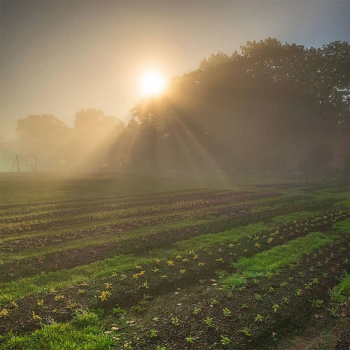 Photo of the farm